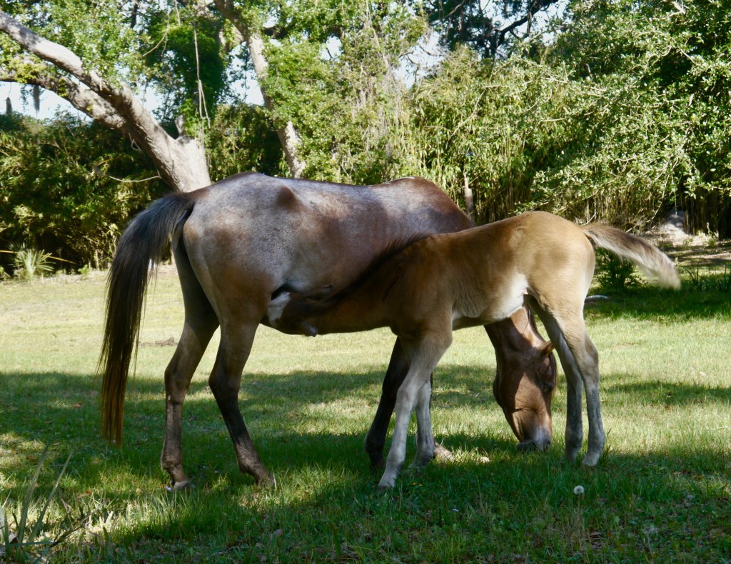 Cumberland Island National&nbsp;Seashore